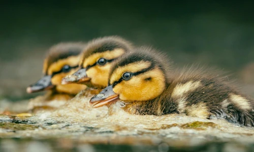 Ducks in a row